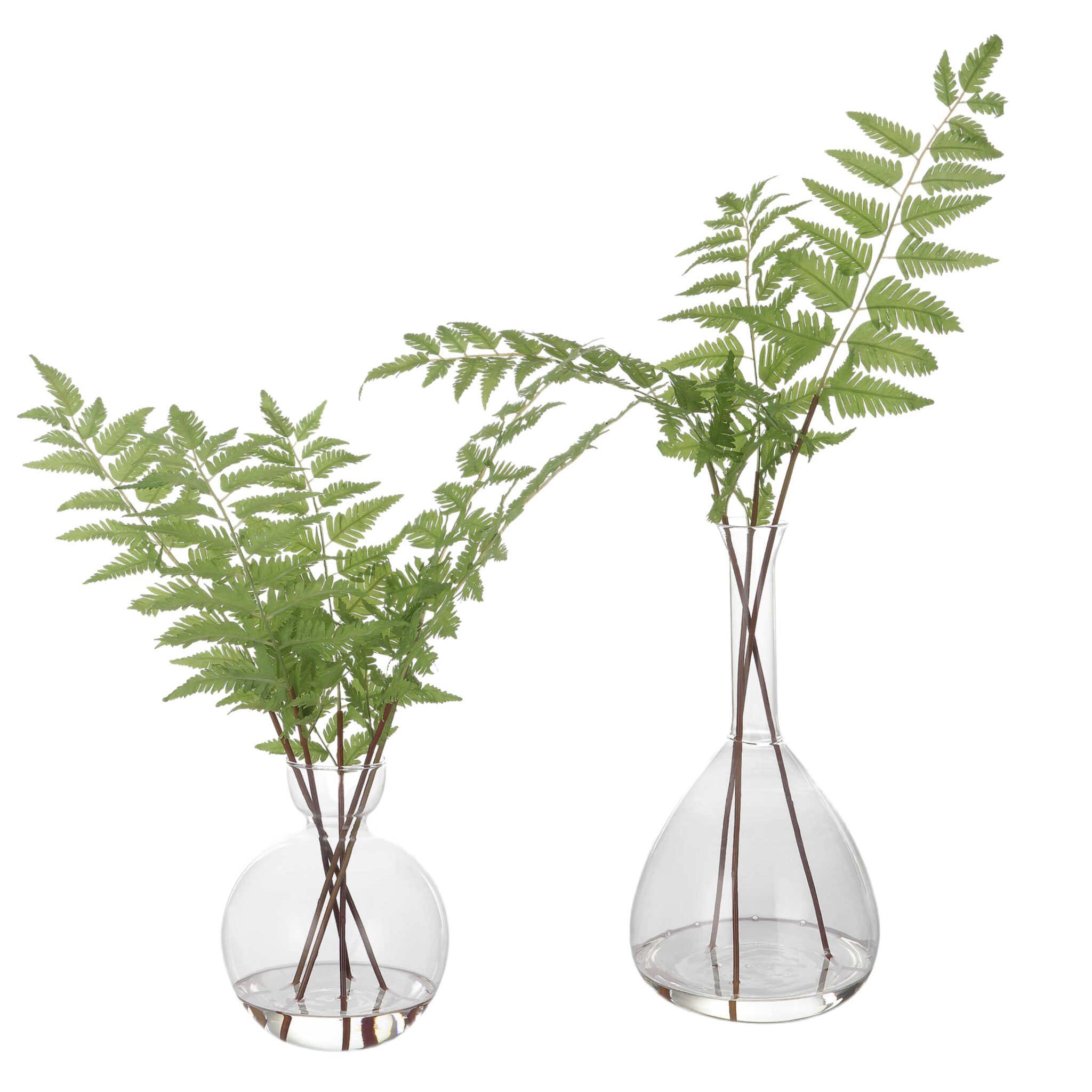 Country Ferns (Set of 2)